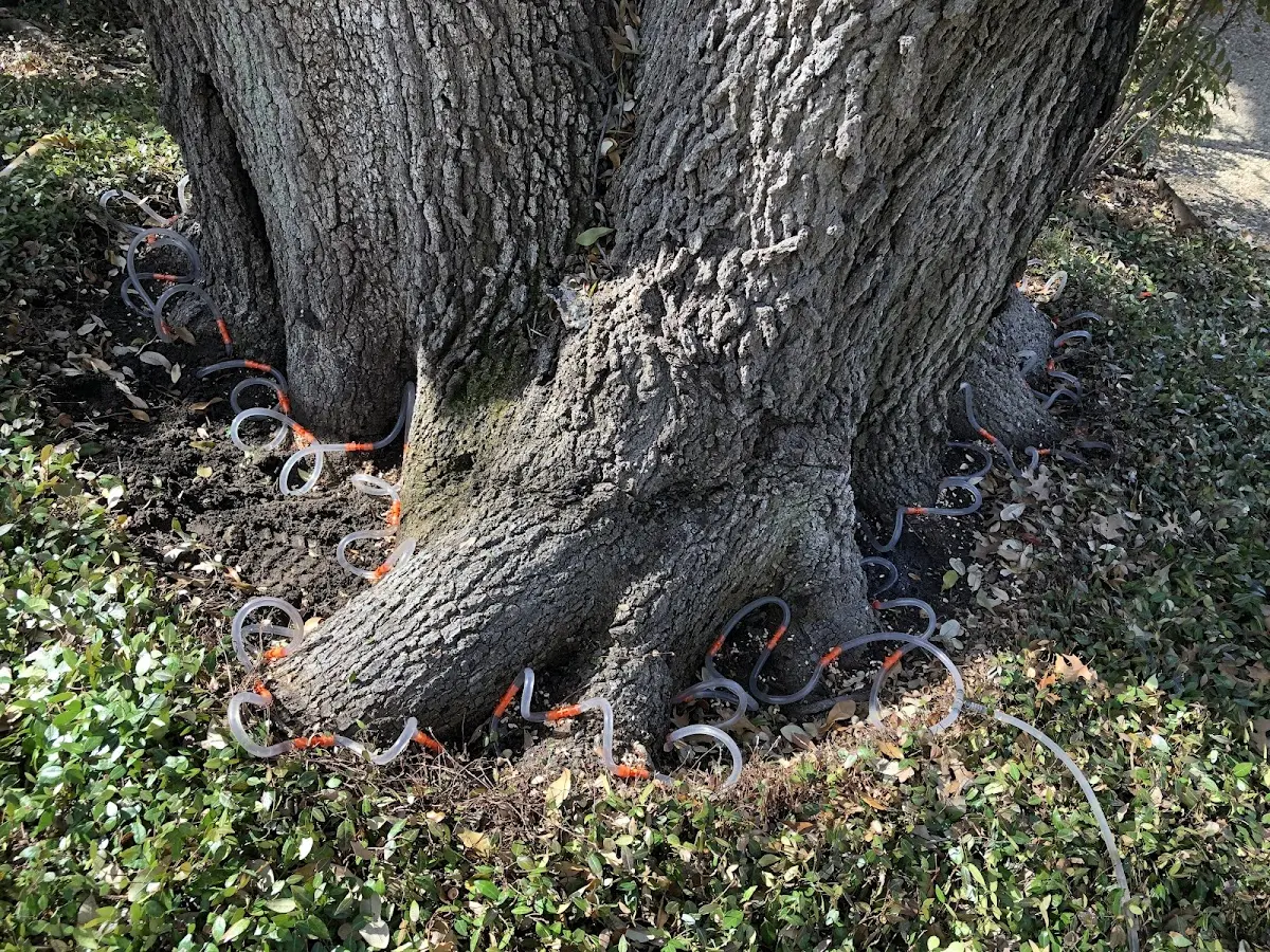 Detailed Tree Cabling and Bracing job site in Wynot